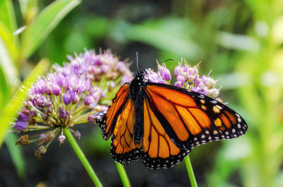 Close-up of butterfly pollinating on purple flower