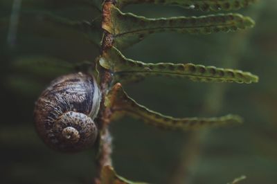 Close-up of snail on plant