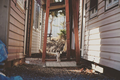 View of cat at yard