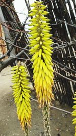 Close-up of yellow fruit on tree