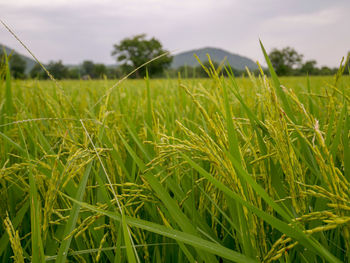 Crops growing on field against sky