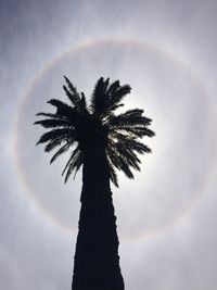 Low angle view of palm tree against sky