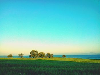 Scenic view of agricultural field against clear blue sky