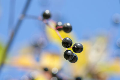Bird cherry branch with ripe berries and yellow leaves against the blue sky. autumn.