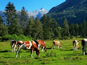 Cows grazing in the field