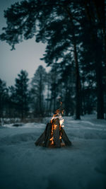 Close-up of bonfire on snow covered land