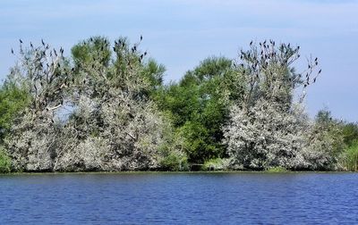 Scenic view of trees against clear sky