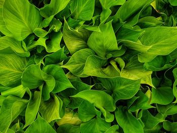 Full frame shot of green leaves