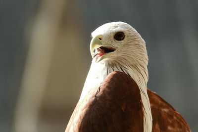 Close-up of a bird