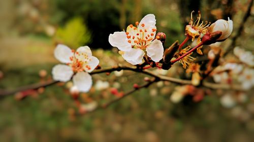 Close-up of white flowers blooming on tree