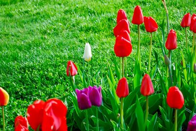 Close-up of red poppies blooming in field