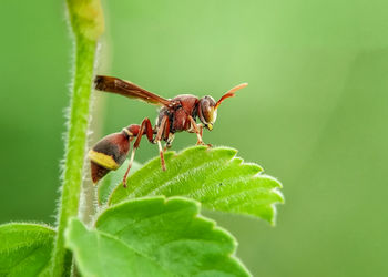 Close-up of insect on plant