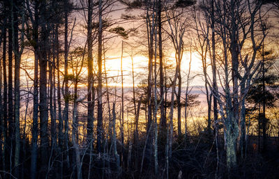 Silhouette bare trees in forest during sunset