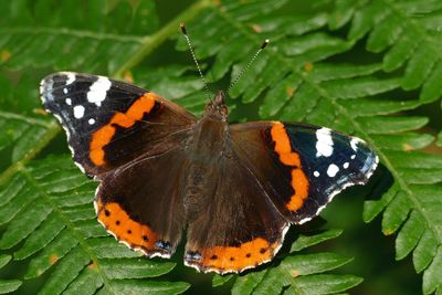 Close-up of butterfly pollinating flower