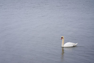 White swan on the baltic sea coast in finland