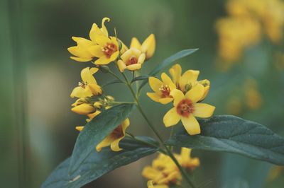 Close-up of yellow flowers growing outdoors