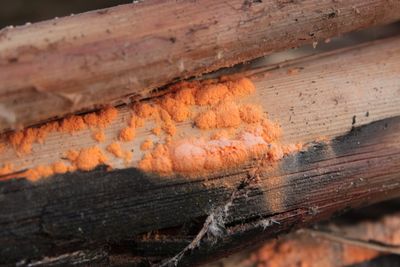 Full frame shot of rusty metal