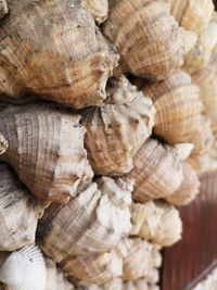 Full frame shot of shells