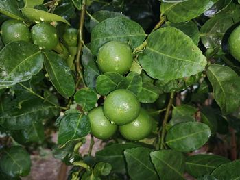 Close-up of berries growing on tree