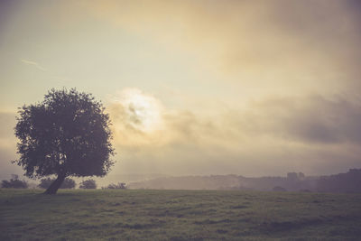 Tree in field against sky