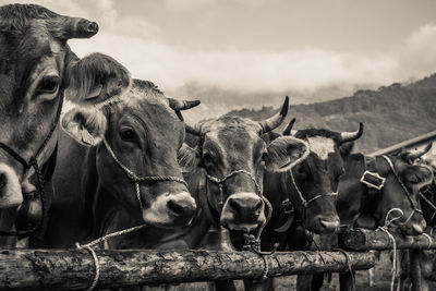 Close-up of cows at farm