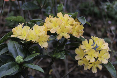 Close-up of yellow flowers