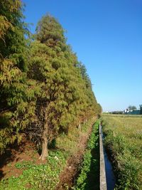 Close-up of fresh green plants on field against clear sky