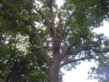 Low angle view of trees