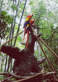 Bird perching on tree in forest