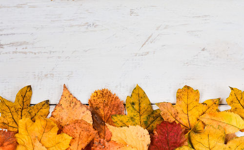 High angle view of autumn leaves on table