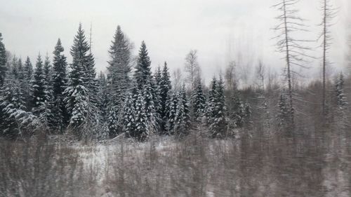 Pine trees in forest during winter against sky