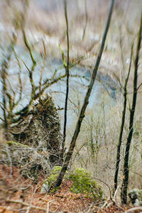 Close-up of bare tree on field