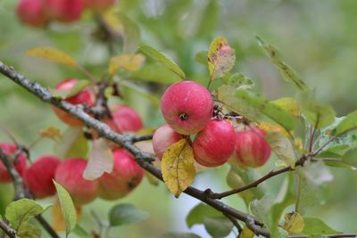 Close-up of red berries growing on tree