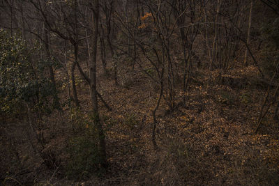 Scenic view of forest during autumn