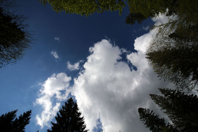 Low angle view of trees against sky