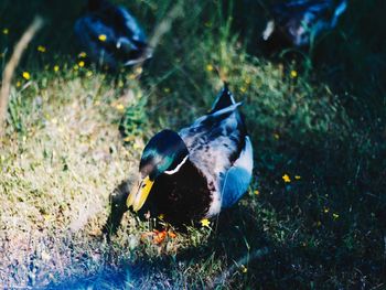 High angle view of mallard duck on field