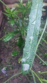 Close-up of fresh green leaf