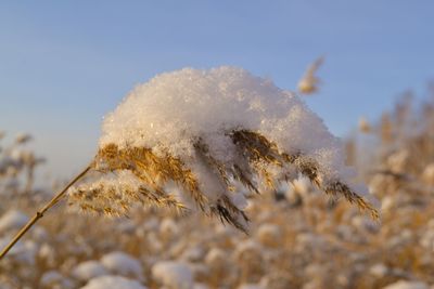 Close-up of fresh field against sky