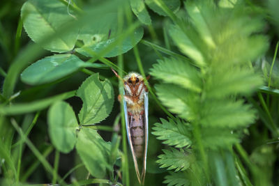 Close-up of insect on leaf