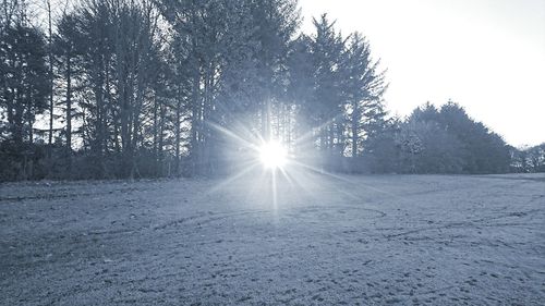 Sun shining on snow covered trees against sky