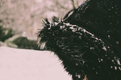 Close-up of tree during winter