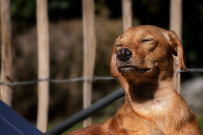 Close-up of a dog looking away