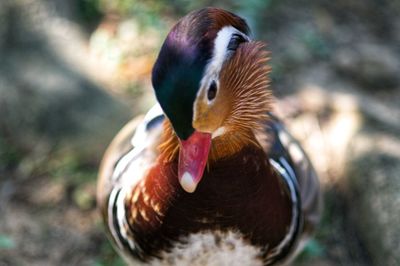 Close-up of duck