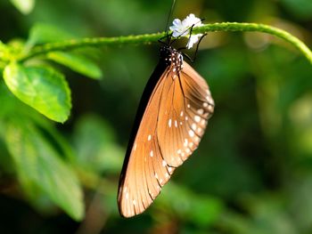 Close-up of butterfly on leaf