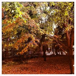 Trees in forest