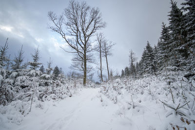 Bare trees on snow covered field against sky