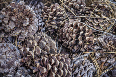 Full frame shot of pine cones