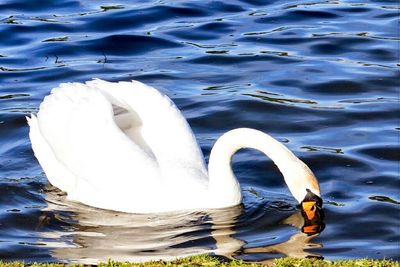 Swans swimming in lake
