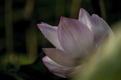 Close-up of pink lotus water lily