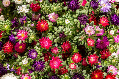 High angle view of pink flowering plants